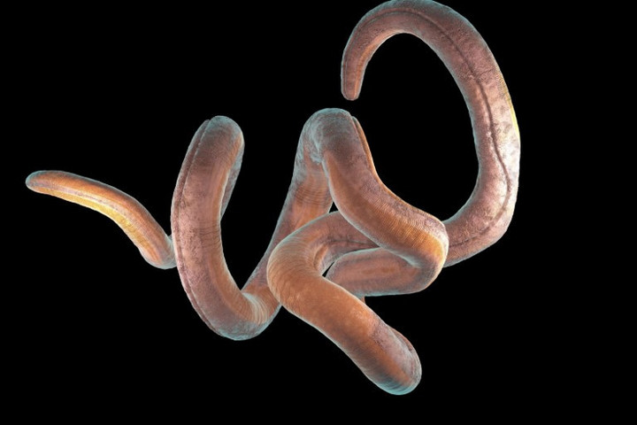 Fotó: CHRISTOPH BURGSTEDT / SCIENCE PHOT / CBR / Science Photo Library via AFP A parazita, amely kikapcsolja a test fájdalomérzékelését