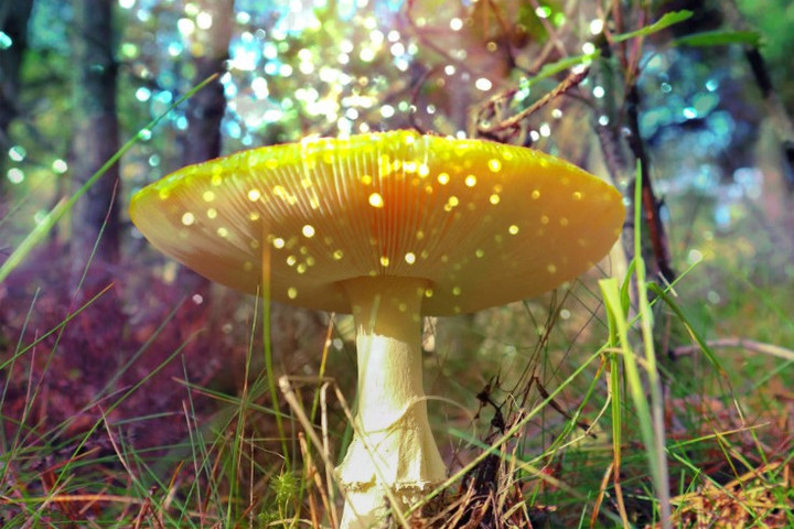 Fotó: AFP/Science Photo Library/VHB/Science P/Victor Habbick Visions A „varázsgomba” lehet az örök fiatalság titka
