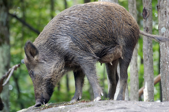 Sokkolta a vadászokat a látvány