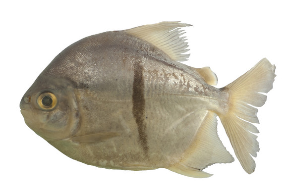 Emberi fogakkal rendelkező vegetáriánus piranhát fedeztek fel a tudósok