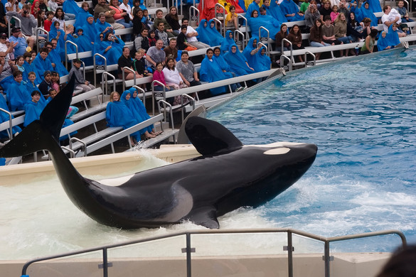 Kit gyilkol a gyilkos orka?