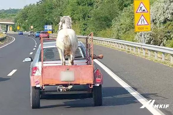 Így nem volna szabad állatot szállítani + VIDEÓ