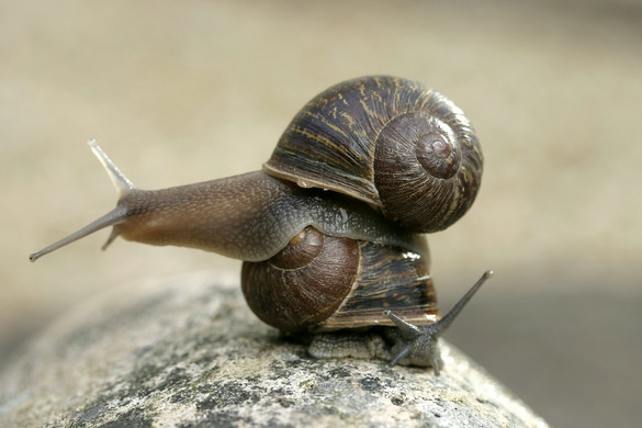 Új-Zélandon egy furcsa csigának keresnek egy párt