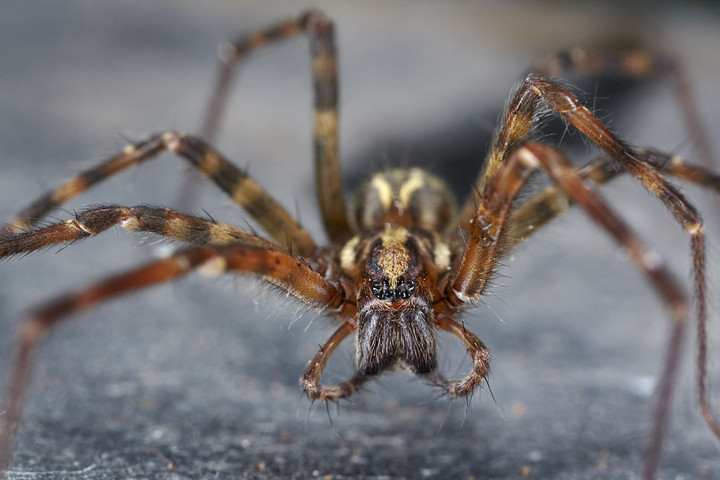 Fotó: BLANCHOT Philippe / hemis.fr / Hemis via AFP Így tarthatjuk távol a pókokat az otthonunktól