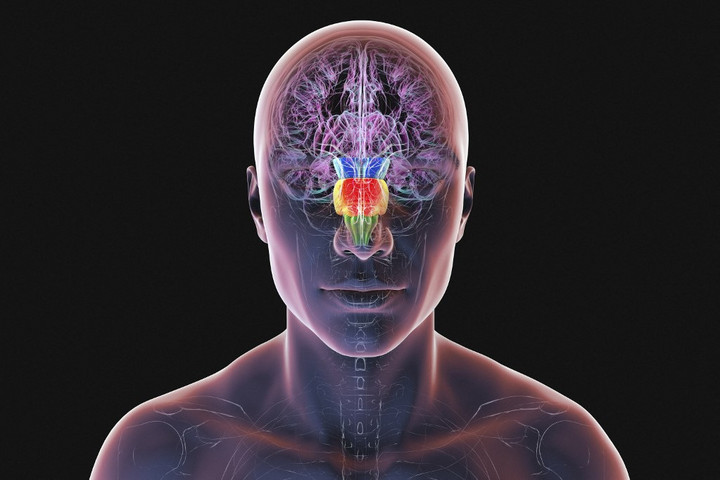 Fotó: KATERYNA KON / SCIENCE PHOTO LIBRA / KKO / Science Photo Library via AFP A tudósok csak ámultak, az agy újra feltalálta önmagát