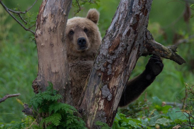Túl kevés medvét lőttek ki idén Maros megyében