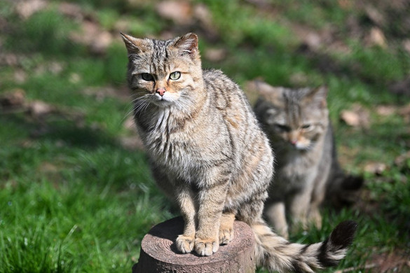 Továbbra is kiemelt figyelmet fordítnak a vadmacskák védelmére