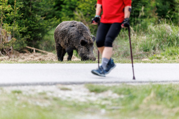Liget vagy utca, egyként jön az agyaras