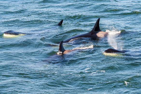 A tengerészek ecettel próbálták elriasztani a gyilkos bálnákat