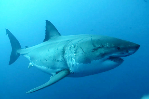 Rekordméretű cápa közelít a partokhoz