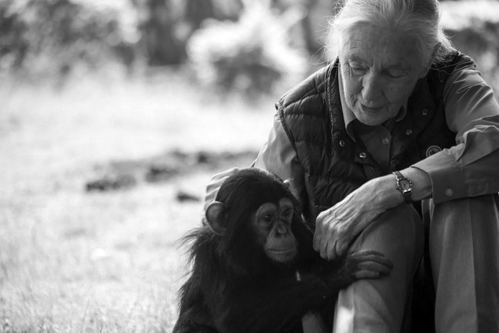 Fotó: AFP/Sumy Sadurni Jane Goodall etológusra emlékeznek vasárnap a Városmajorban