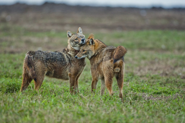 Fotó: AFP/Science Photo Library/Photostock Israel Megették az aranysakálok