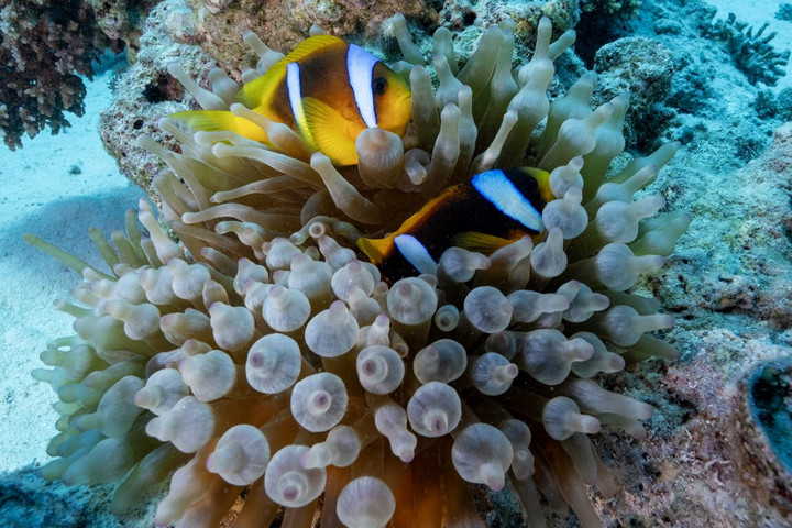 Fotó: Anadolu via AFP/Tahsin Ceylan Tudósok rájöttek, hogyan építik újjá magukat a korallok