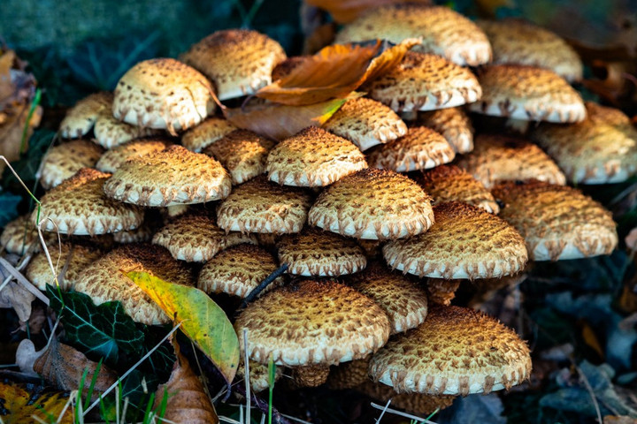 A tudósok felfedezték, hogy a gombák „izzadnak”