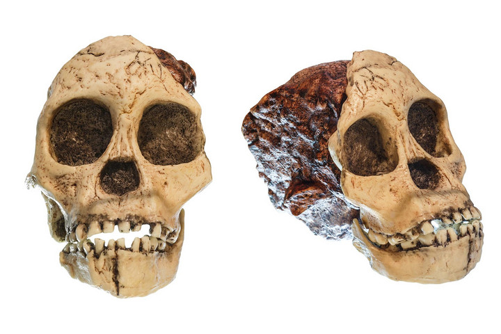 Fotó: NorthFoto Ritka, 2 millió éves csecsemőkoponyák bővítik az őskori emberi gyermekekről szerzett ismereteinket