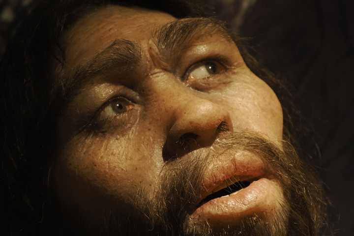 Fotó: NorthFoto A tudósok egereknek adtak neandervölgyi és gyenyiszovai géneket, teljesen átalakultak az állatok