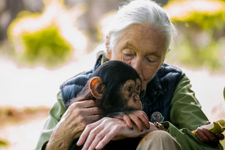 Elhunyt Jane Goodall híres főemlőskutató és környezetvédő