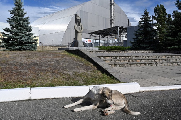 Fotó: AFP/Sergei Supinsky Kiderült a "mutáns" kék kutyák rejtélye Csernobilban