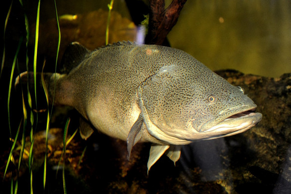 Fotó: AFP/Greg Wood Rekordtávot úszott egy folyami tőkehal Ausztráliában