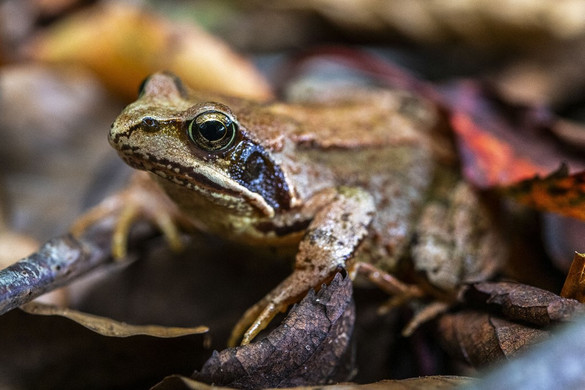 Fotó: AFP/Hemis/hemis.fr/Bouilland Stéphane Megfagy, mégis él, az erdei béka titka