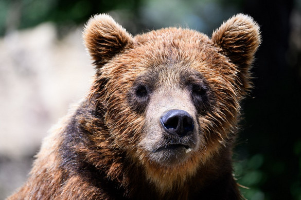 Medve sétált be egy áruházba Japánban