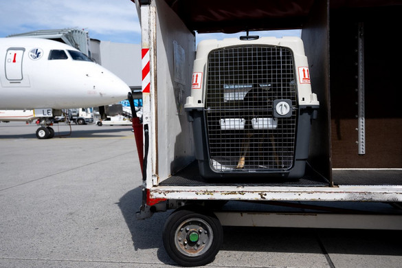 Négylábú útitárs a fedélzeten