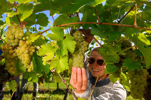Nem áll meg a szőlő aranyszínű sárgaság elleni védekezés