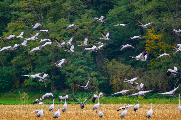 Landolt a vízen a több ezer daru