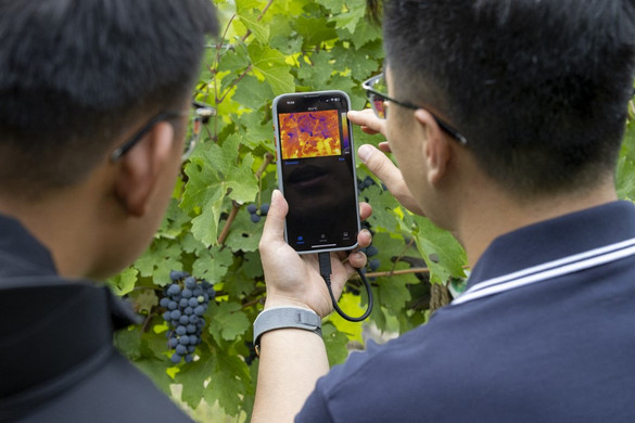 Durva szőlővész fenyegeti a felvidéki gazdákat