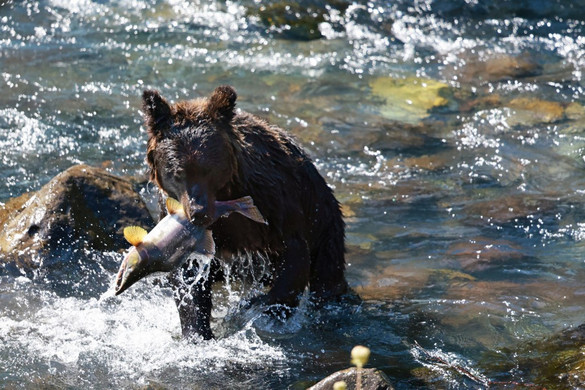 Japánban sem vicc a medve