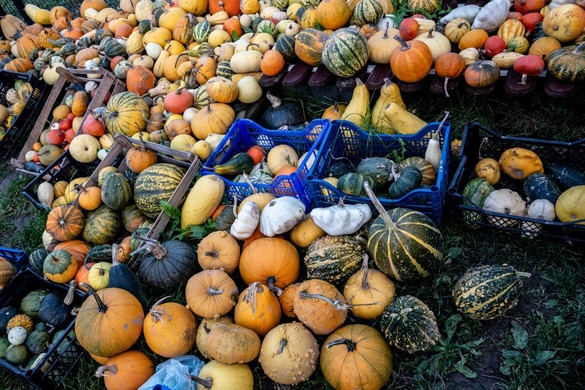 Zebegényben betiltották a tökfaragást