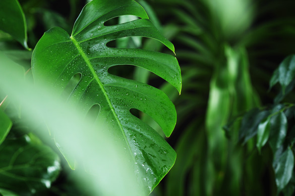 Ezek a szobanövények gyönyörűek, de mérgezőek