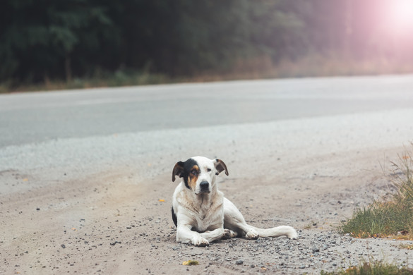 Egy vihar elől megszökött kutyát otthonától 3000 km-re találták meg