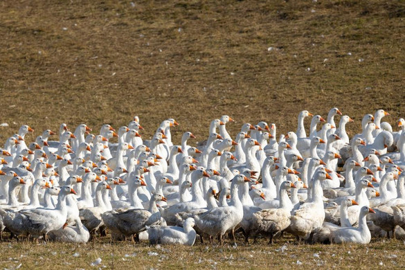 Jelentős az érdeklődés a kompenzáció iránt