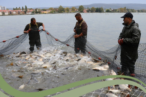 Halas ételek fesztiválja Tatán
