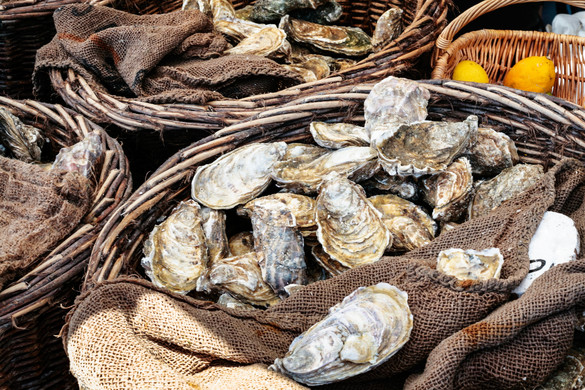Váratlan előnyei lehetnek az osztrigatenyésztésnek?