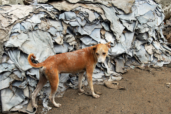 A kutyák darabokra téptek egy élve eltemetett csecsemőt egy szemétlerakóban