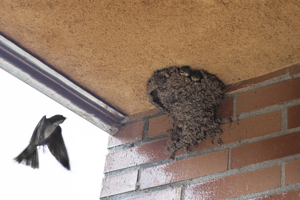 A költési időszak előtt kell elvégezni az épületmunkákat