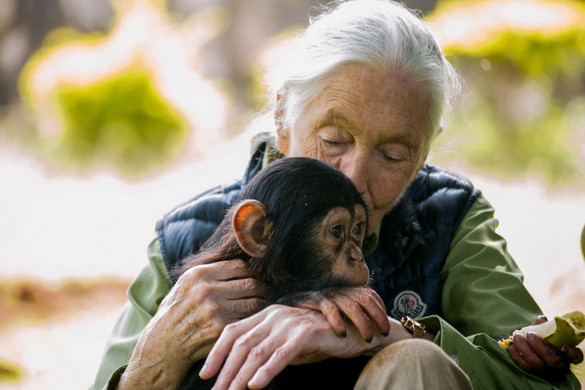 Elhunyt Jane Goodall híres főemlőskutató és környezetvédő
