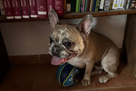 A legjobb kutyák városi lakásba