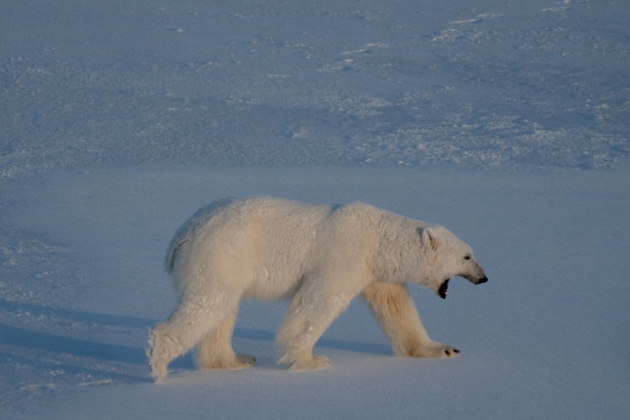 Jegesmedvék téptek szét egy fotóst