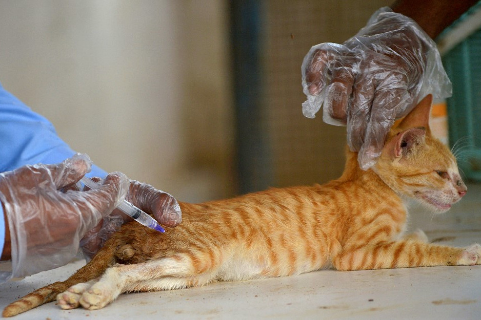 Mérgezik a macskákat a Vág mentén