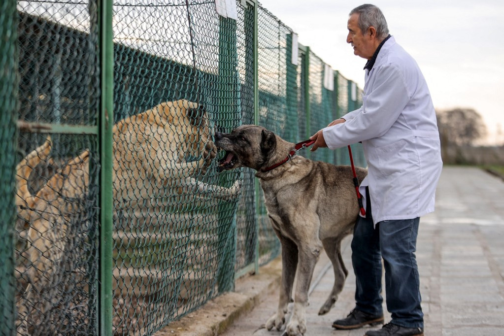 Felfalja a kangál, ha sokat  rohangál
