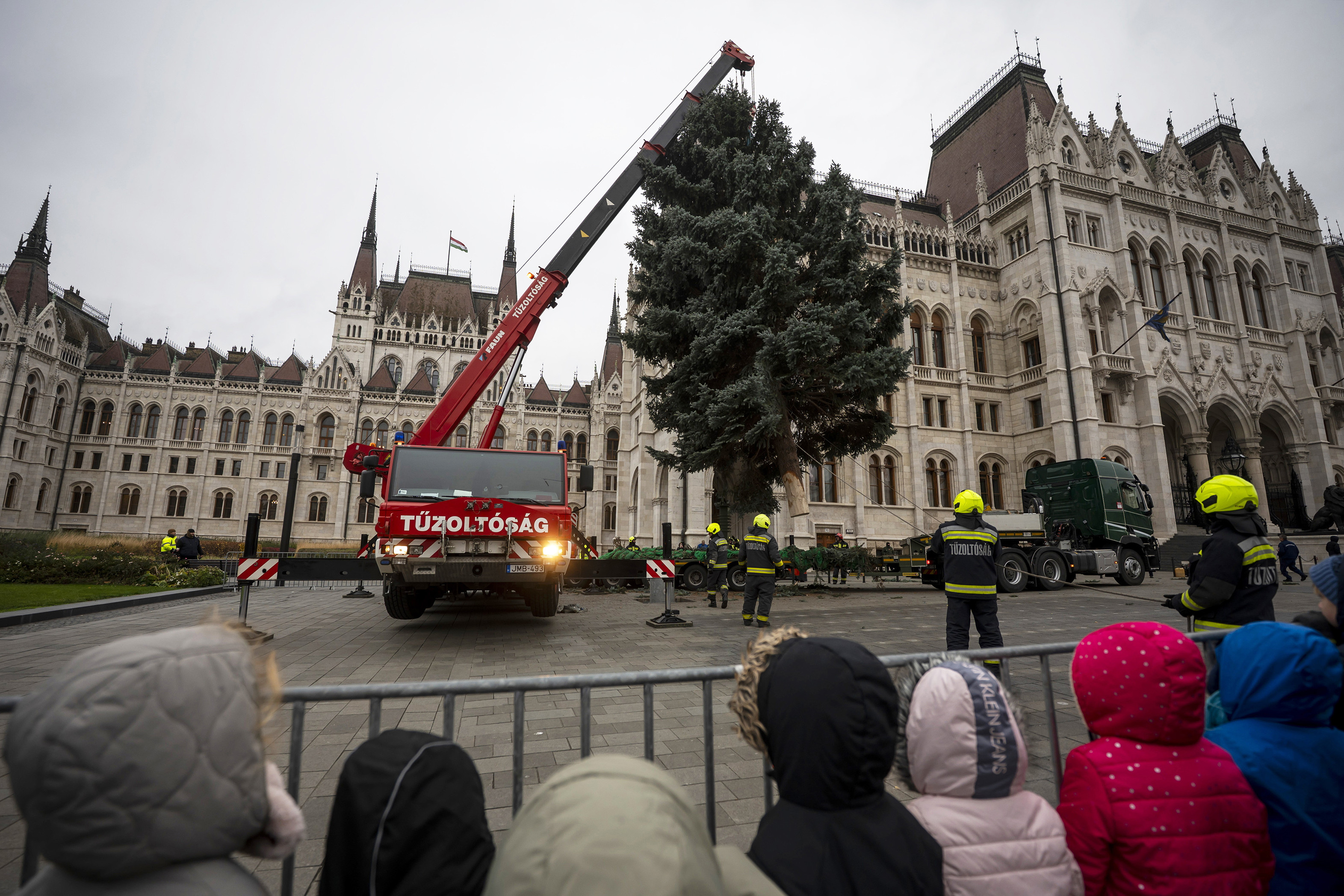 Negyven éves fa díszíti a Kossuth teret