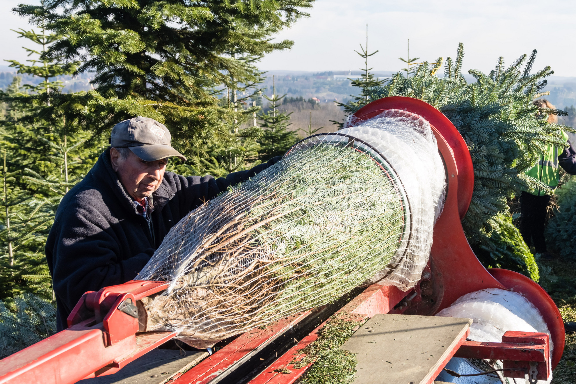 Kivágott fenyőfát húznak rögzítőhálóba a Zala megyei Surdon 2025. november 30-án