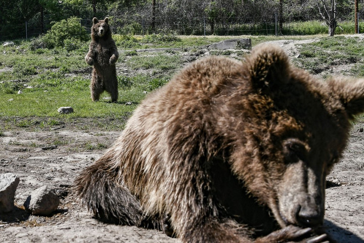 Fotó: AFP/Aris Messinis Görögbe' sem veszélytelenek a medvék