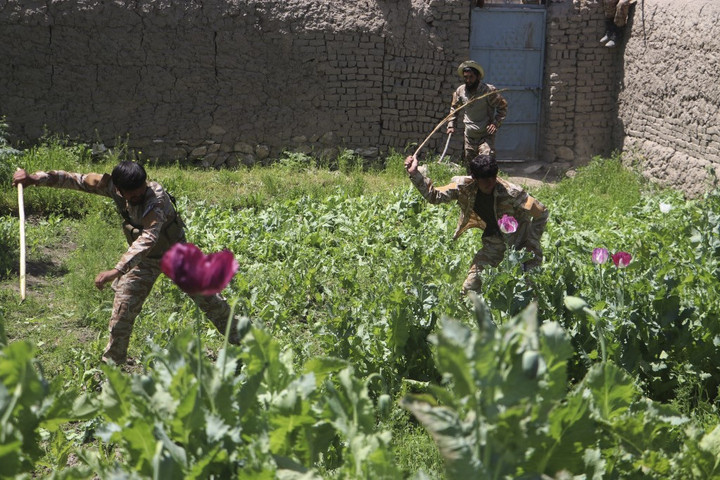 Fotó: AFP/Omer Abrar Már a mák sem menő Afganisztánban