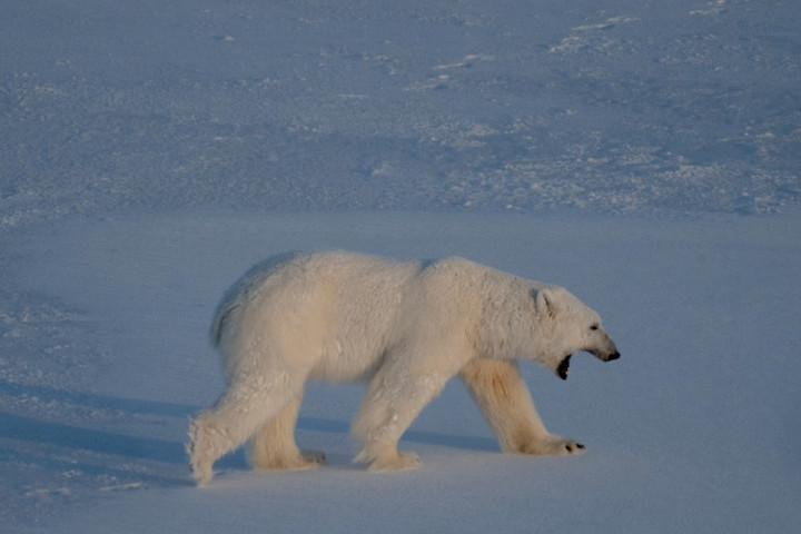 Jegesmedvék téptek szét egy fotóst
