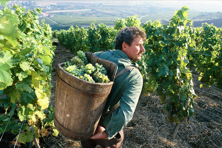 Ma is Tokaj viszi a prímet