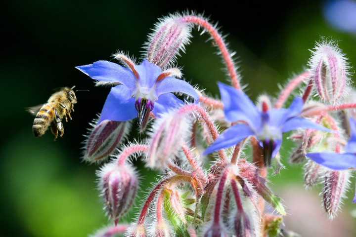 Fotó: AFP/DPA/Julian Stratenschulte Rémnövények tárháza a neten